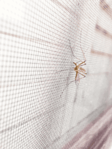 komar na siatce moskitiery