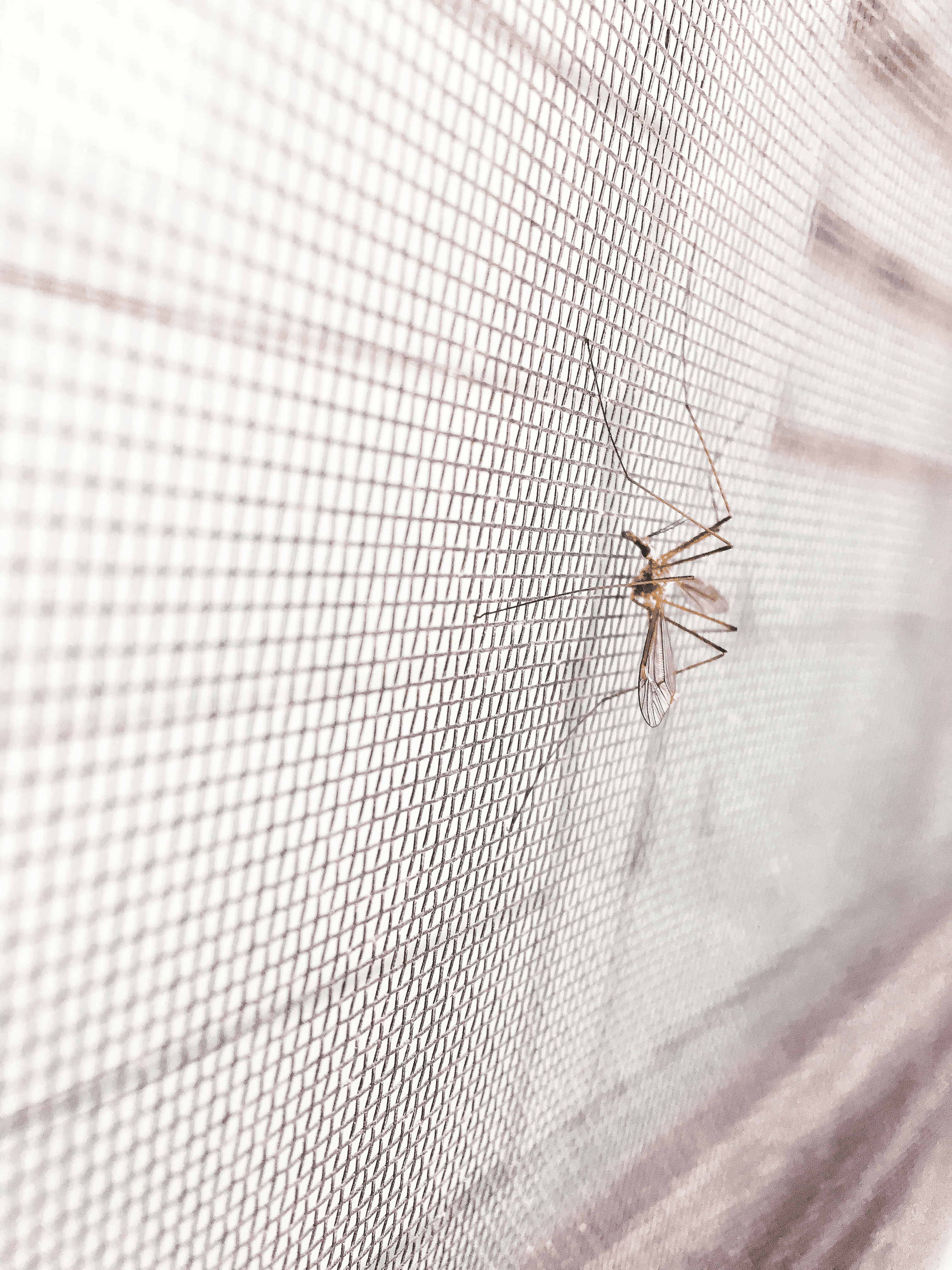 komar na siatce moskitiery